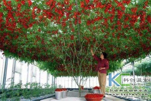 無(wú)土栽培,蔬菜,蔬菜樹