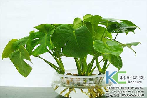 無(wú)土栽培，無(wú)土栽培技術(shù)，無(wú)土栽培設(shè)備