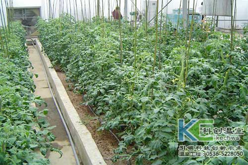 無(wú)土栽培，無(wú)土栽培技術(shù)，無(wú)土栽培設(shè)備