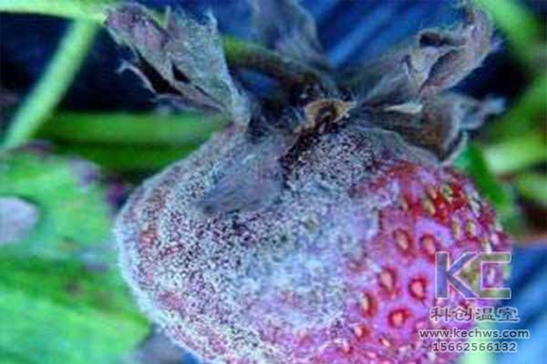 無(wú)土栽培，無(wú)土栽培技術(shù)，無(wú)土栽培設(shè)備