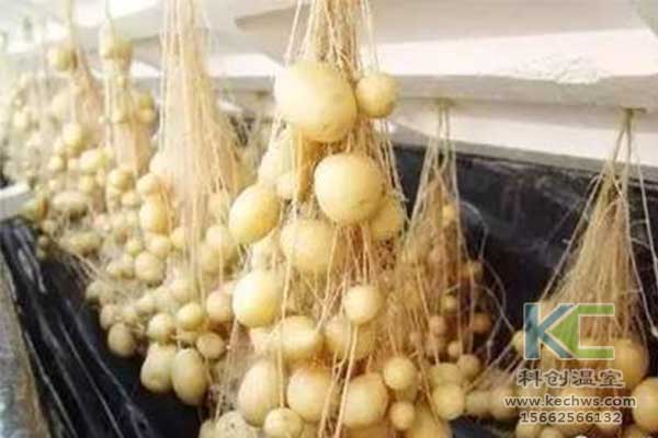 無(wú)土栽培，無(wú)土栽培技術(shù)，無(wú)土栽培設(shè)備