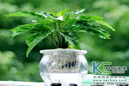 無(wú)土栽培，無(wú)土栽培技術(shù)，無(wú)土栽培設(shè)備