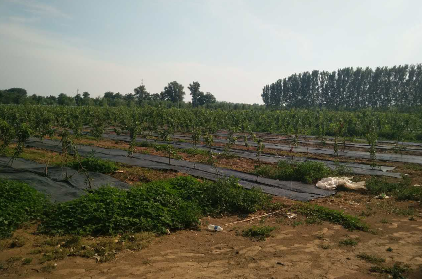 無土栽培，無土栽培技術(shù)，無土栽培設(shè)備