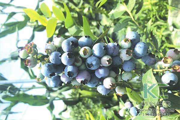 無(wú)土栽培，無(wú)土栽培技術(shù)，無(wú)土栽培設(shè)備