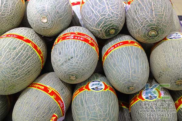 無土栽培，無土栽培技術，無土栽培設備
