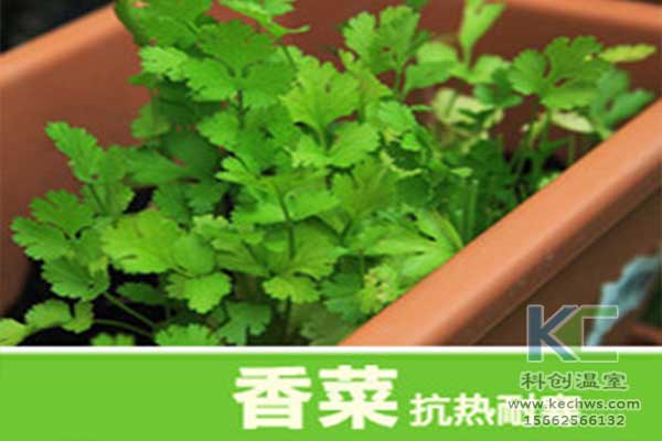 無(wú)土栽培，無(wú)土栽培技術(shù)，無(wú)土栽培設(shè)備