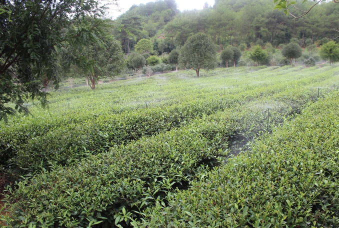 無土栽培，無土栽培技術(shù)，無土栽培設(shè)備