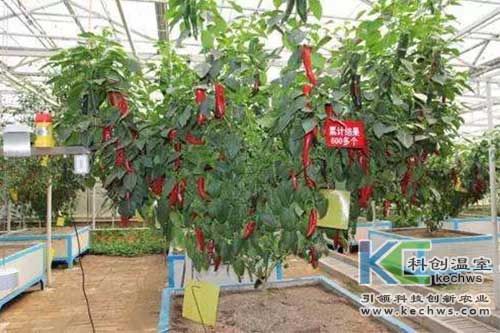 無(wú)土栽培,蔬菜,蔬菜樹