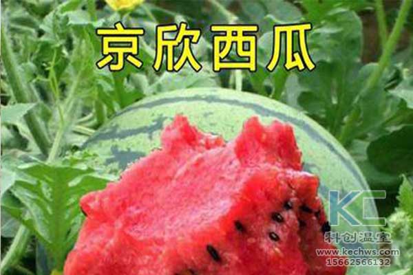 無(wú)土栽培，無(wú)土栽培技術(shù)，無(wú)土栽培設(shè)備