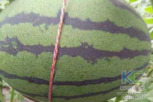 無(wú)土栽培，無(wú)土栽培技術(shù)，無(wú)土栽培設(shè)備