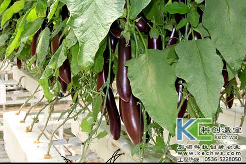 無(wú)土栽培，無(wú)土栽培技術(shù)，無(wú)土栽培設(shè)備