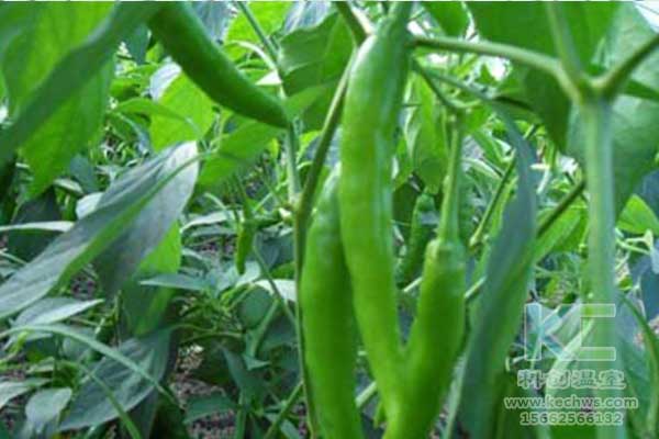 無(wú)土栽培，無(wú)土栽培技術(shù)，無(wú)土栽培設(shè)備
