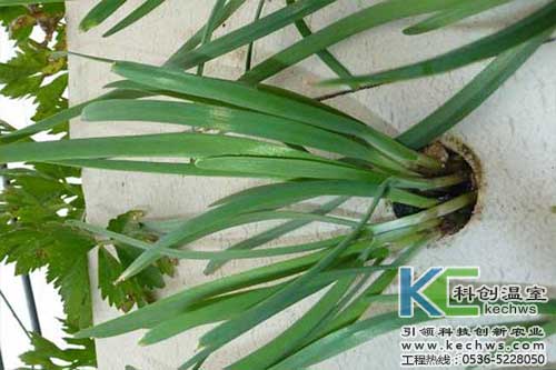 無(wú)土栽培，無(wú)土栽培技術(shù)，無(wú)土栽培設(shè)備