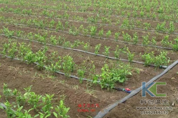 無(wú)土栽培，無(wú)土栽培技術(shù)，無(wú)土栽培設(shè)備