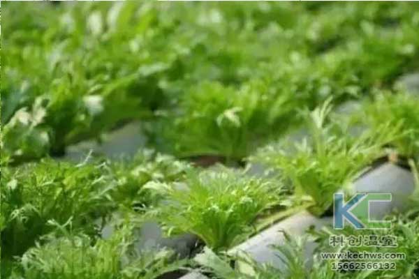 無(wú)土栽培，無(wú)土栽培技術(shù)，無(wú)土栽培設(shè)備