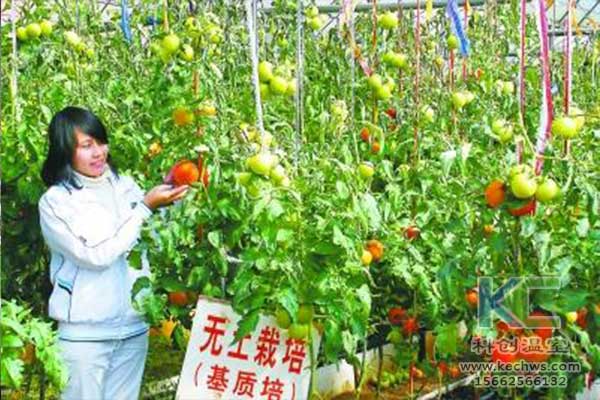 無(wú)土栽培，無(wú)土栽培技術(shù)，無(wú)土栽培設(shè)備