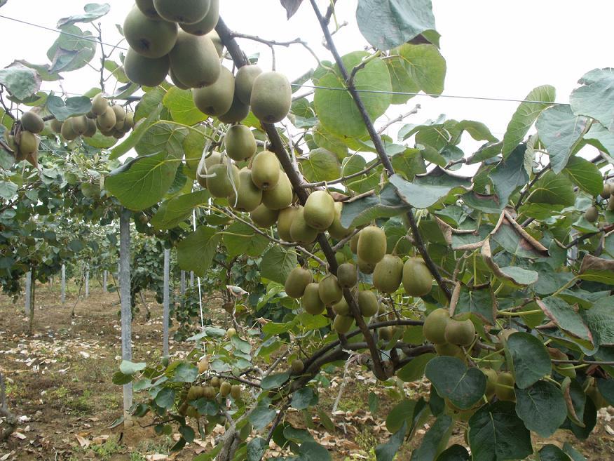 無(wú)土栽培，無(wú)土栽培技術(shù)，無(wú)土栽培設(shè)備