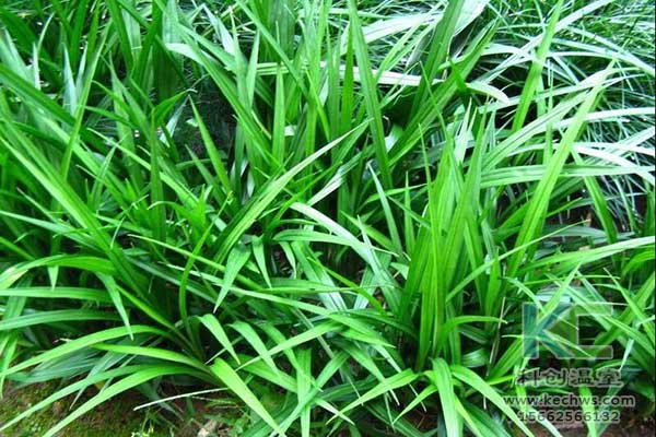無(wú)土栽培，無(wú)土栽培技術(shù)，無(wú)土栽培設(shè)備