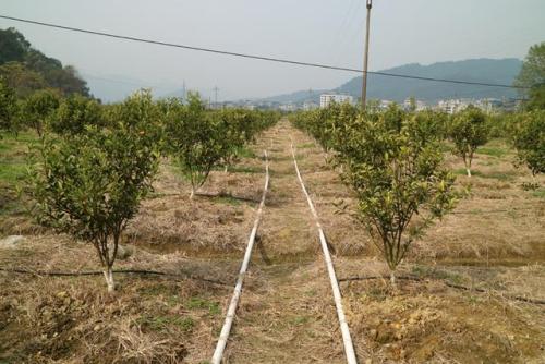 無土栽培，無土栽培技術，無土栽培設備