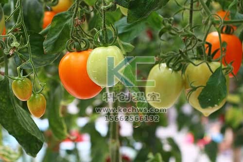 無(wú)土栽培，無(wú)土栽培技術(shù)，無(wú)土栽培設(shè)備