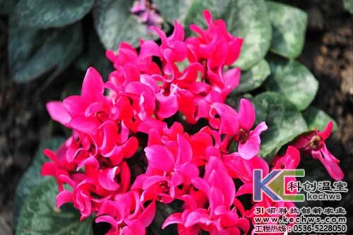 無(wú)土栽培，無(wú)土栽培技術(shù)，無(wú)土栽培設(shè)備